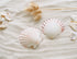 pink and purple scallop seashells